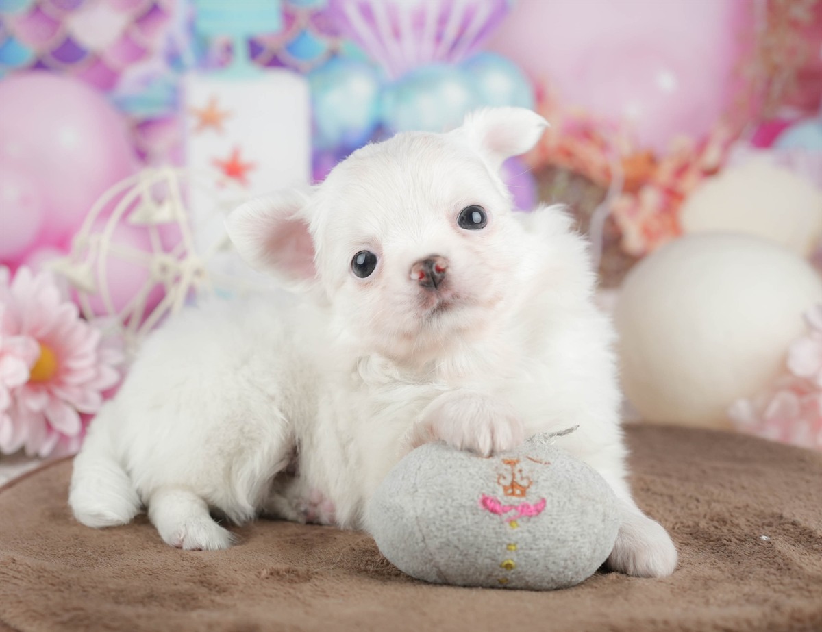 チワワ(ロング) | 男の子 | ホワイト | 2026年3月10日（ID:dog-200015894）