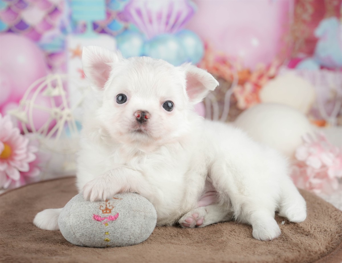 チワワ(ロング) | 男の子 | ホワイト | 2026年3月10日（ID:dog-200015894）