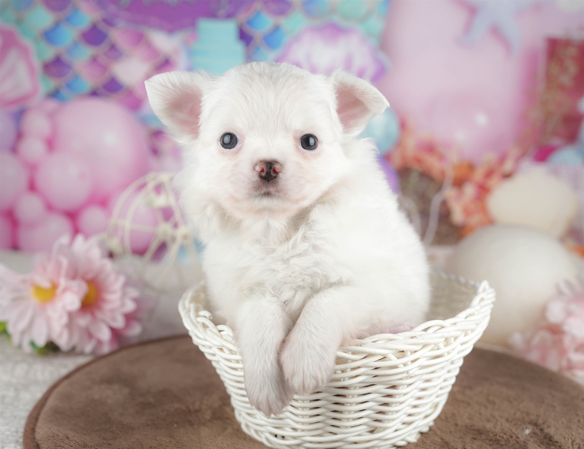 チワワ(ロング) | 男の子 | ホワイト | 2026年3月10日（ID:dog-200015894）