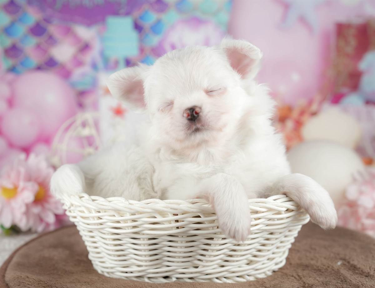 チワワ(ロング) | 男の子 | ホワイト | 2026年3月10日（ID:dog-200015894）