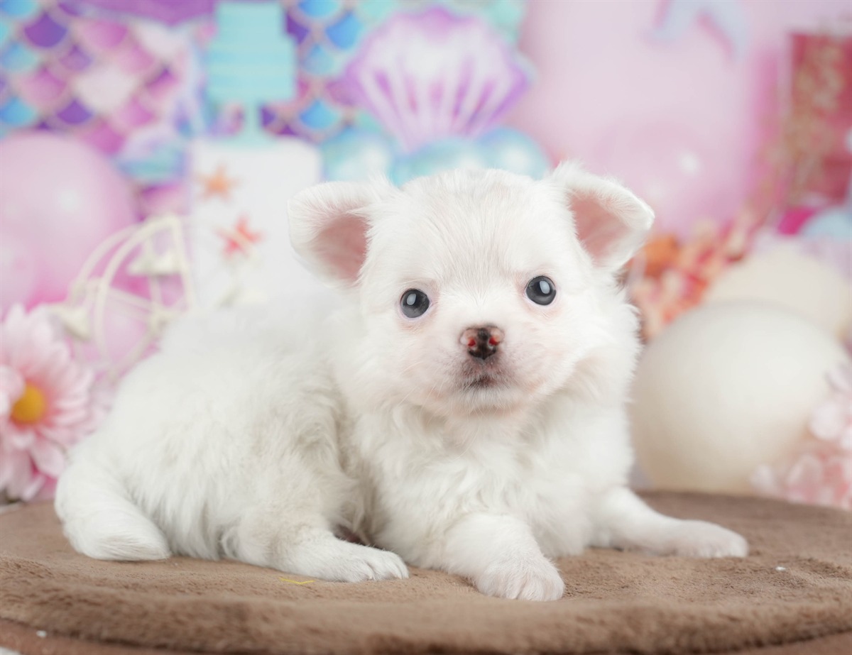 チワワ(ロング) | 男の子 | ホワイト | 2026年3月10日（ID:dog-200015894）