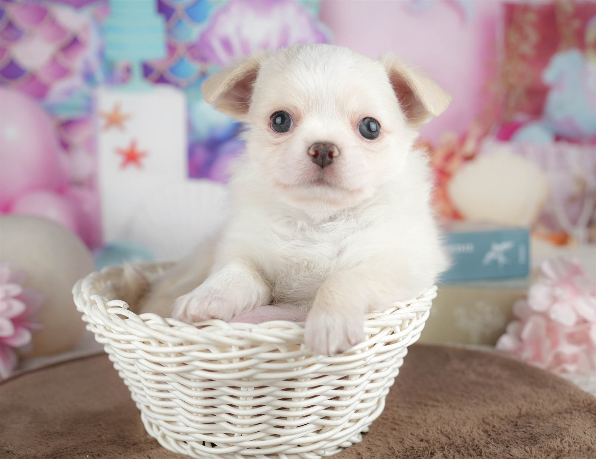 チワワ(ロング) | 男の子 | クリーム | 2026年3月10日（ID:dog-200015895）