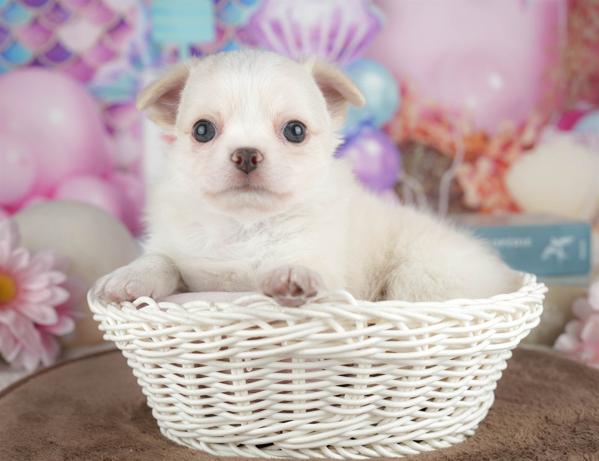 チワワ(ロング) | 男の子 | クリーム | 2026年3月10日（ID:dog-200015895）