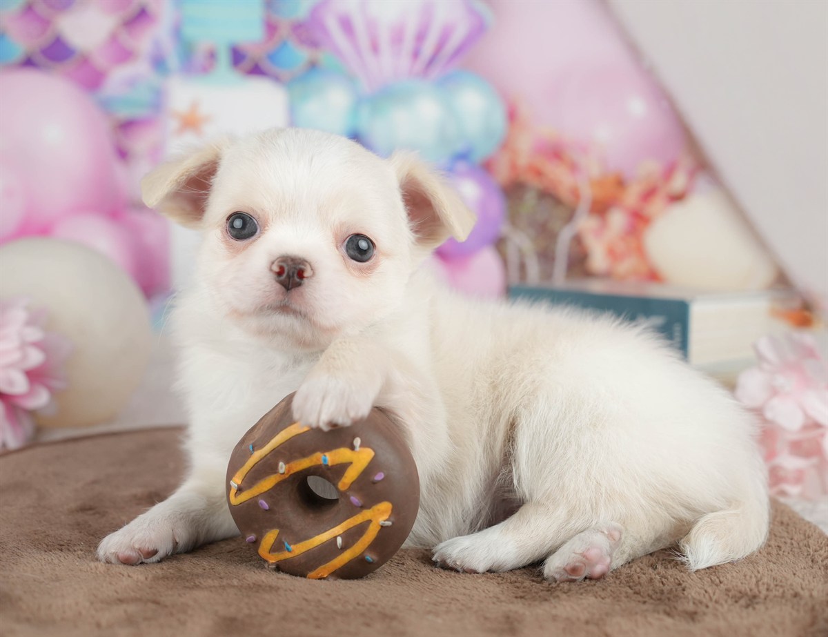 チワワ(ロング) | 男の子 | クリーム | 2026年3月10日（ID:dog-200015895）