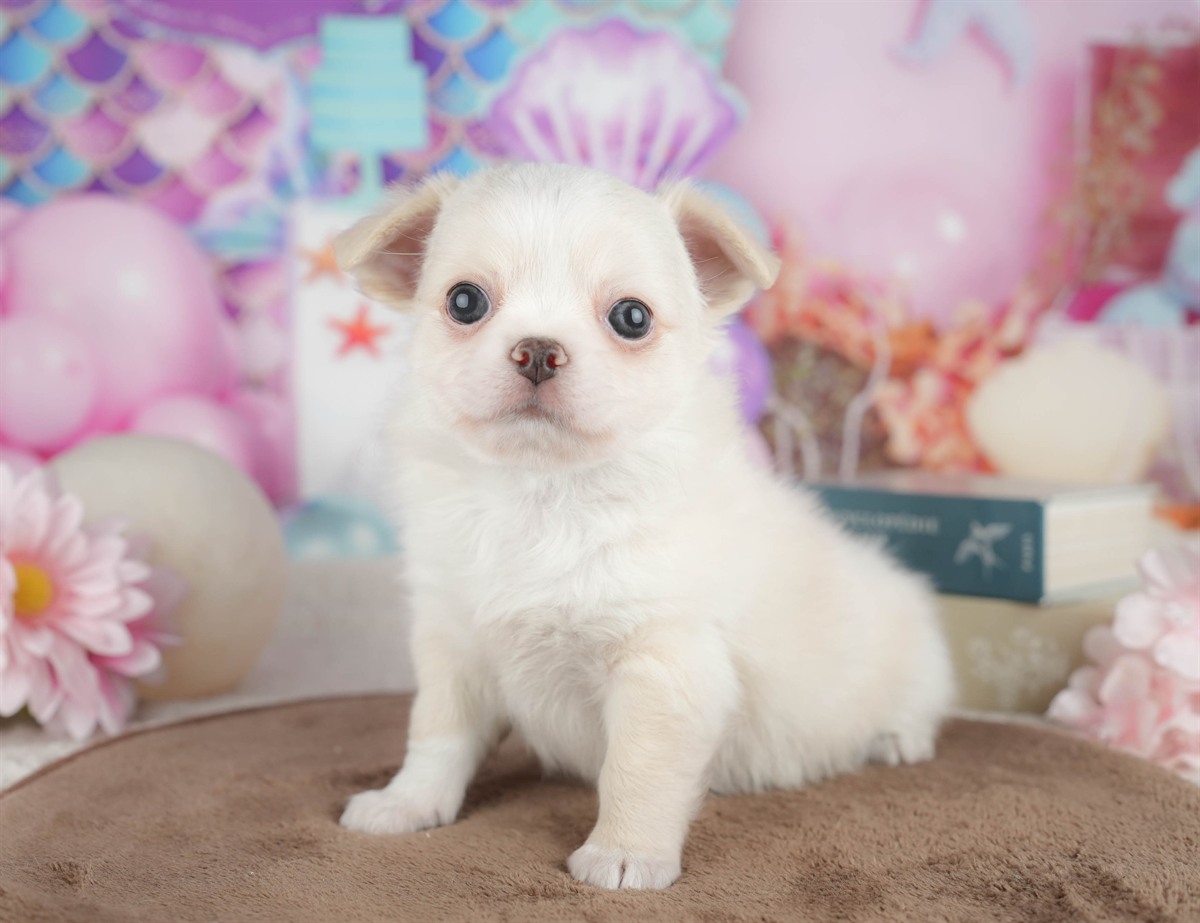 チワワ(ロング) | 男の子 | クリーム | 2026年3月10日（ID:dog-200015895）