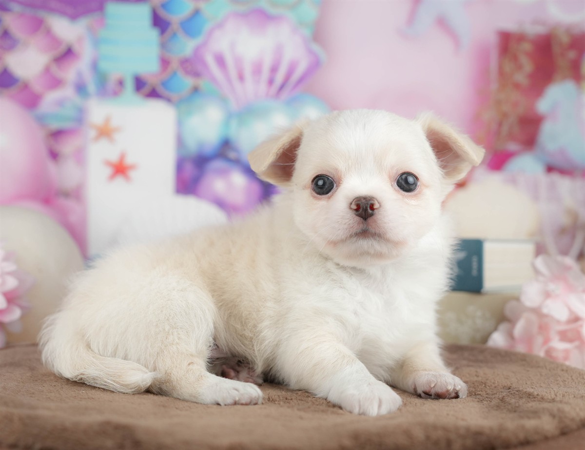 チワワ(ロング) | 男の子 | クリーム | 2026年3月10日（ID:dog-200015895）