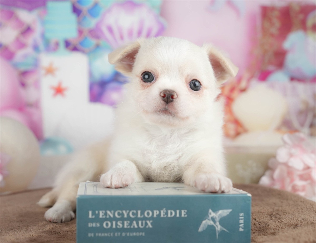 チワワ(ロング) | 男の子 | クリーム | 2026年3月10日（ID:dog-200015895）