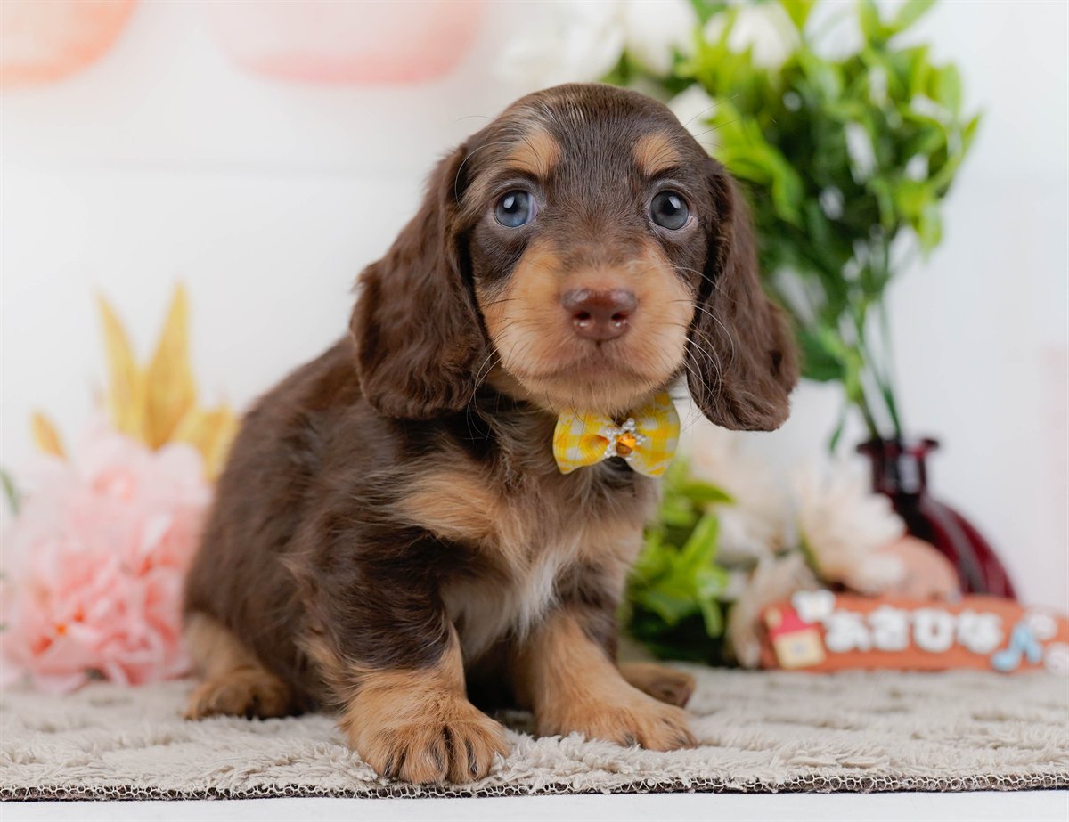 ミニチュア・ダックスフンド(ロング) | 女の子 | チョコレートダップル | 2026年3月10日（ID:dog-200015896）