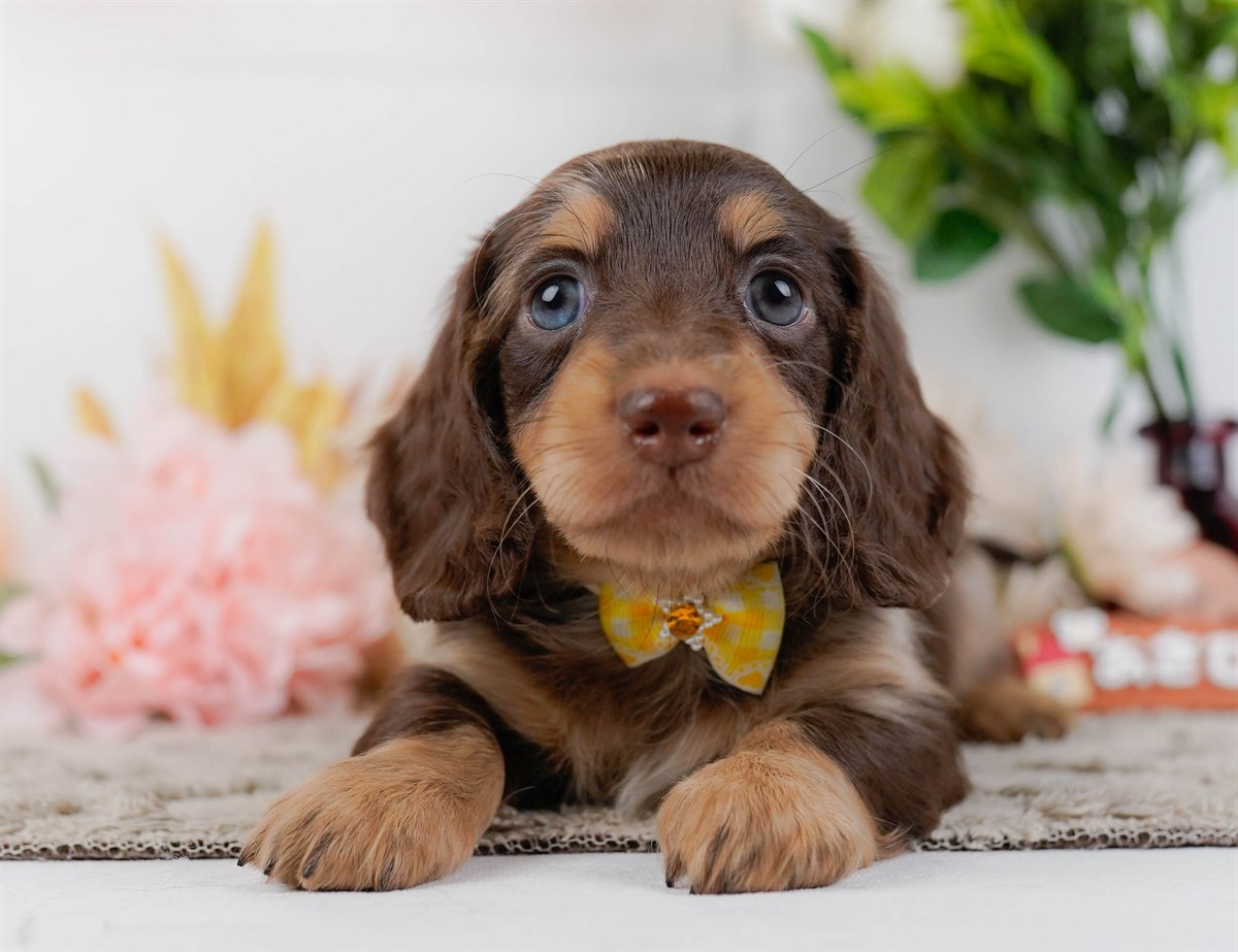 ミニチュア・ダックスフンド(ロング) | 女の子 | チョコレートダップル | 2026年3月10日（ID:dog-200015896）