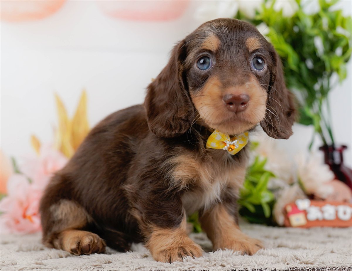ミニチュア・ダックスフンド(ロング) | 女の子 | チョコレートダップル | 2026年3月10日（ID:dog-200015896）