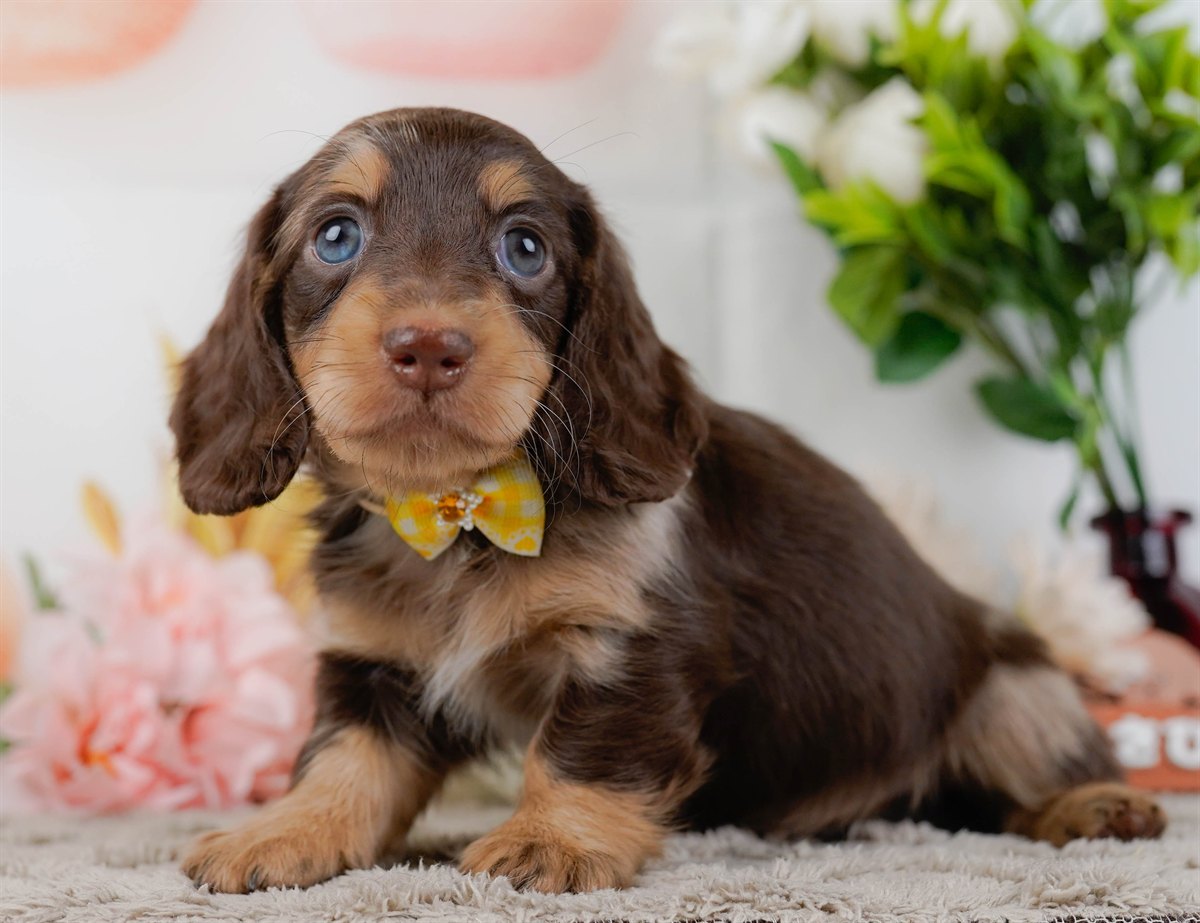 ミニチュア・ダックスフンド(ロング) | 女の子 | チョコレートダップル | 2026年3月10日（ID:dog-200015896）