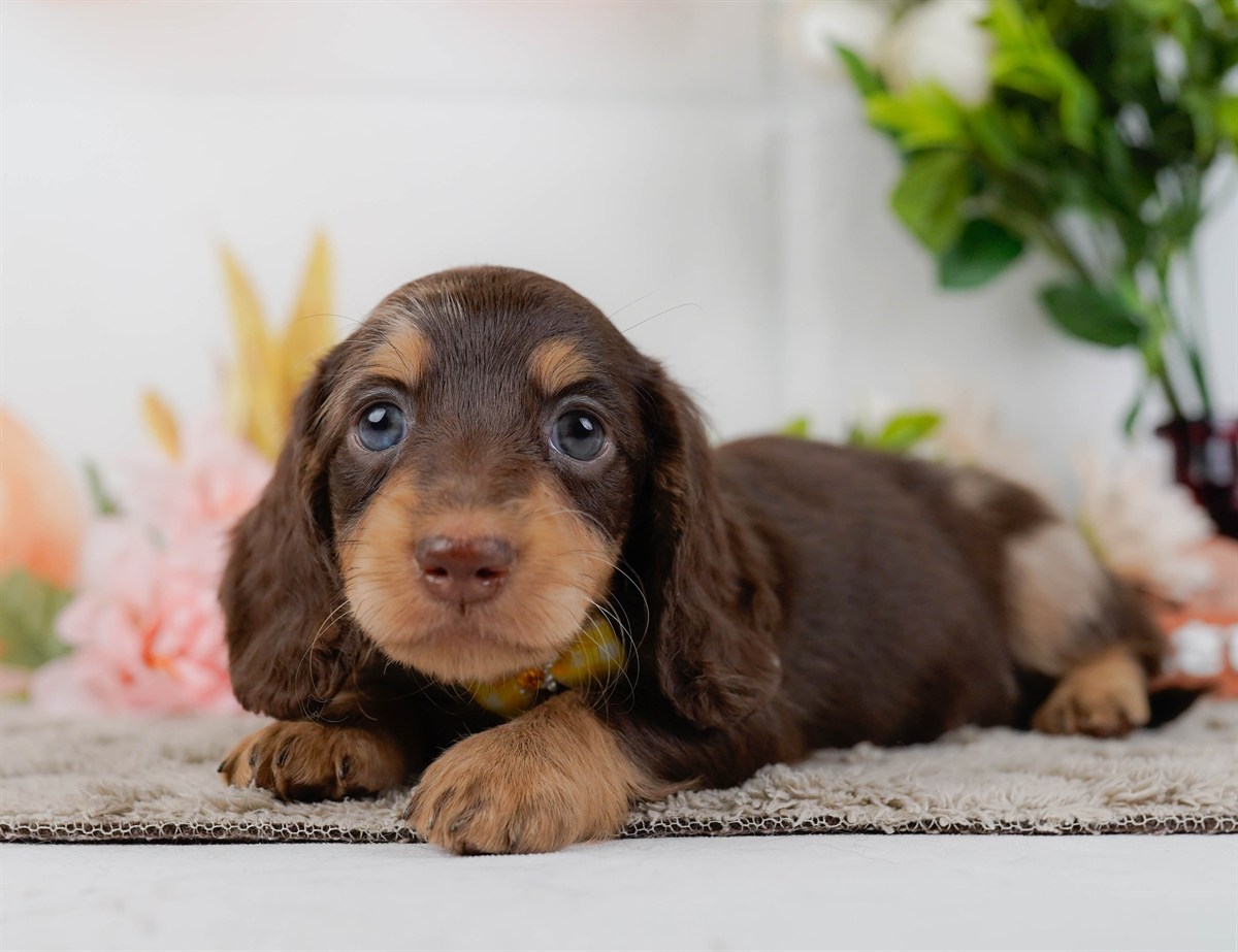 ミニチュア・ダックスフンド(ロング) | 女の子 | チョコレートダップル | 2026年3月10日（ID:dog-200015896）