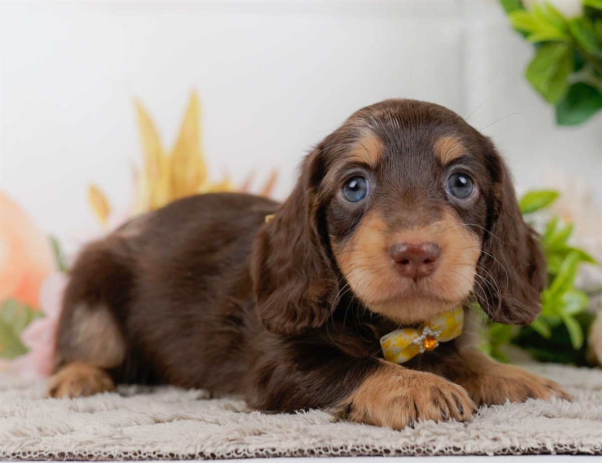 ミニチュア・ダックスフンド(ロング) | 女の子 | チョコレートダップル | 2026年3月10日（ID:dog-200015896）