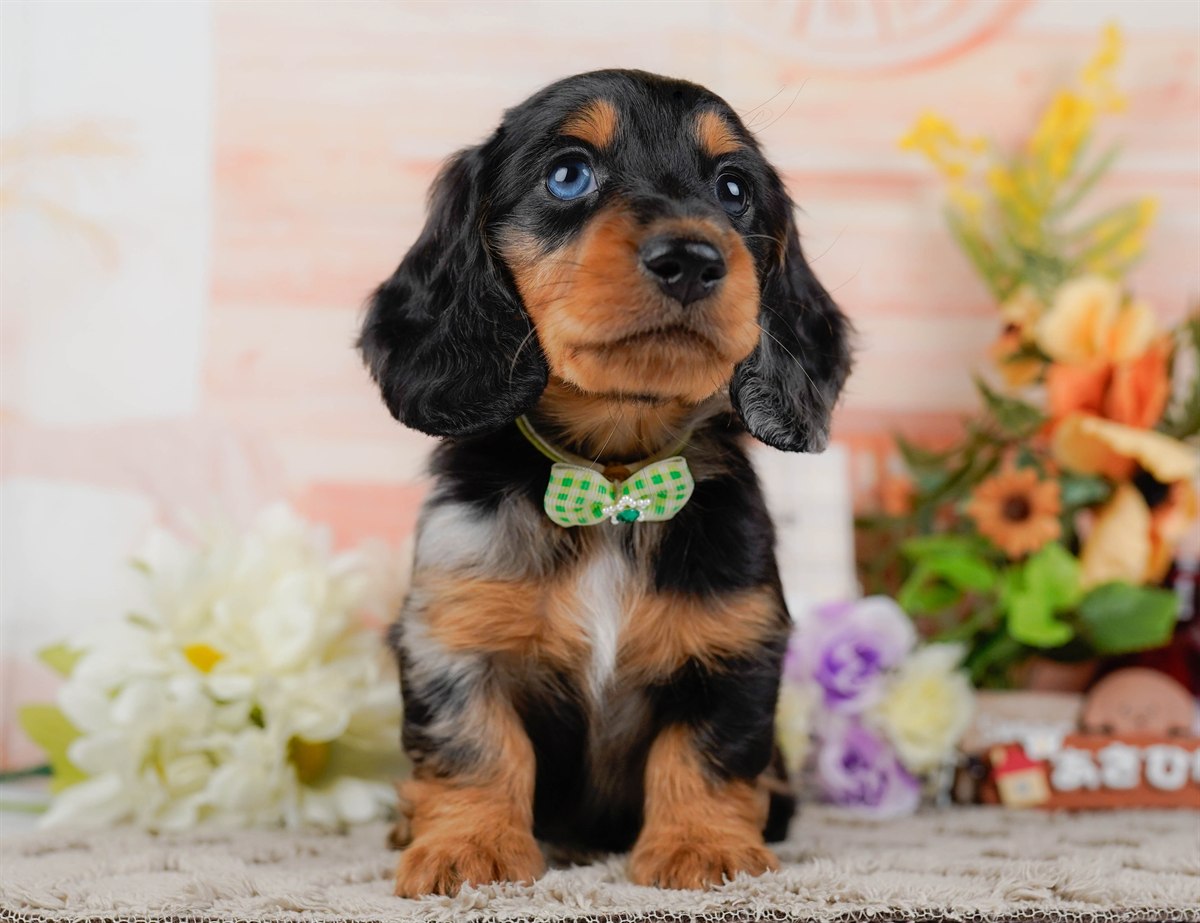 ミニチュア・ダックスフンド(ロング) | 男の子 | シルバーダップル | 2026年3月10日（ID:dog-200015898）