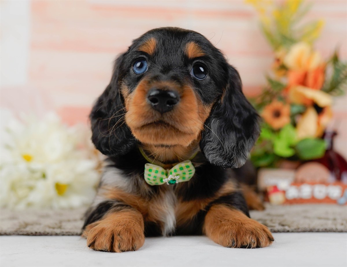 ミニチュア・ダックスフンド(ロング) | 男の子 | シルバーダップル | 2026年3月10日（ID:dog-200015898）