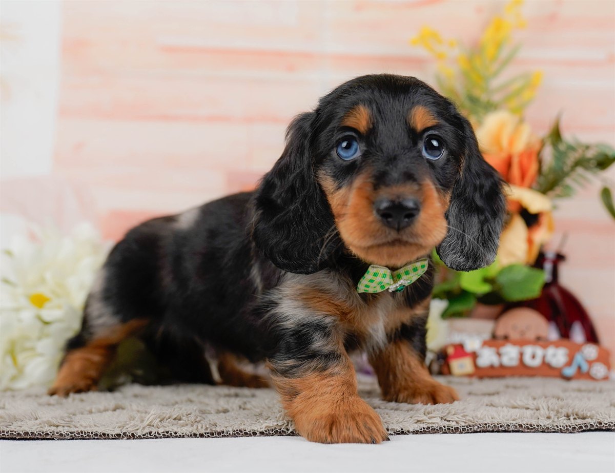 ミニチュア・ダックスフンド(ロング) | 男の子 | シルバーダップル | 2026年3月10日（ID:dog-200015898）