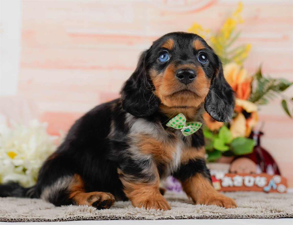 ミニチュア・ダックスフンド(ロング) | 男の子 | シルバーダップル | 2026年3月10日（ID:dog-200015898）