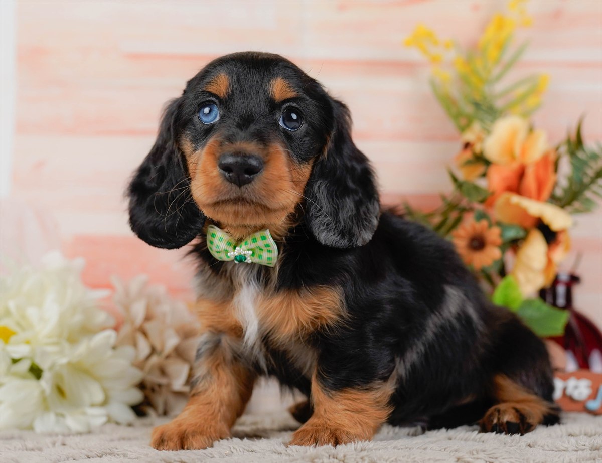 ミニチュア・ダックスフンド(ロング) | 男の子 | シルバーダップル | 2026年3月10日（ID:dog-200015898）