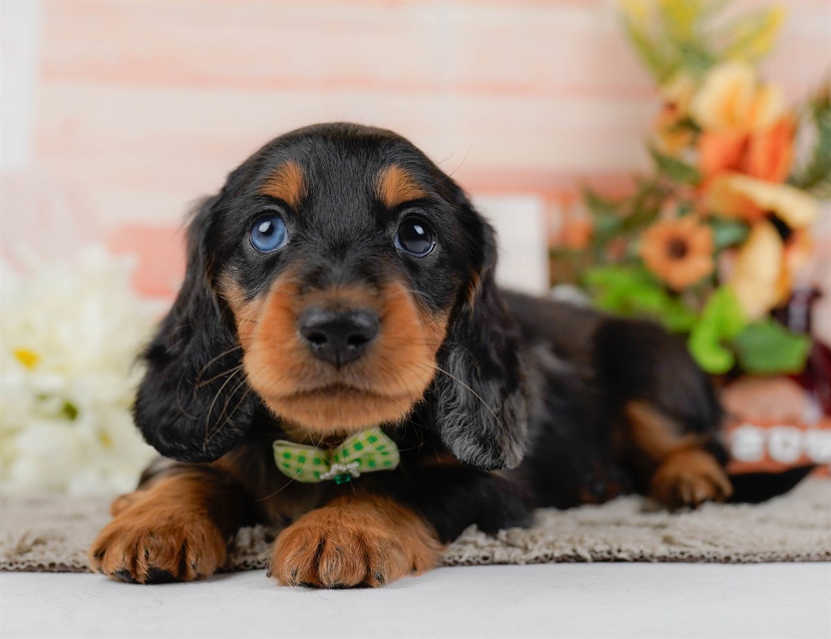 ミニチュア・ダックスフンド(ロング) | 男の子 | シルバーダップル | 2026年3月10日（ID:dog-200015898）