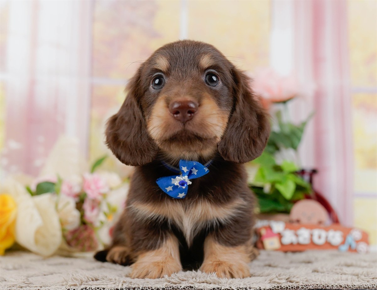 ミニチュア・ダックスフンド(ロング) | 男の子 | チョコレート&タン | 2026年3月10日（ID:dog-200015900）