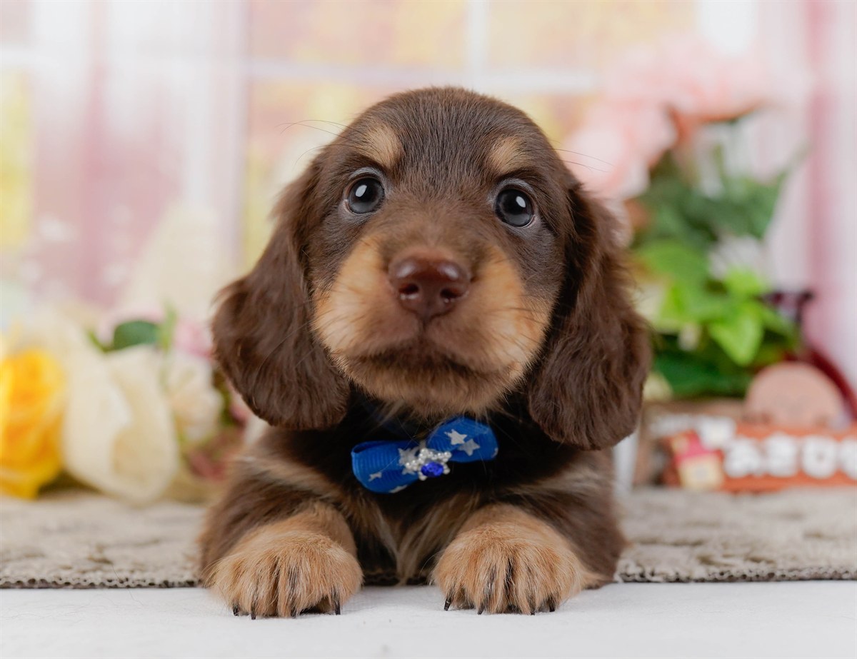 ミニチュア・ダックスフンド(ロング) | 男の子 | チョコレート&タン | 2026年3月10日（ID:dog-200015900）