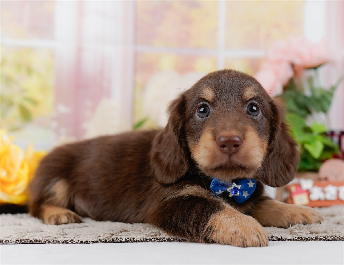 ミニチュア・ダックスフンド(ロング) | 男の子 | チョコレート&タン | 2026年3月10日（ID:dog-200015900）