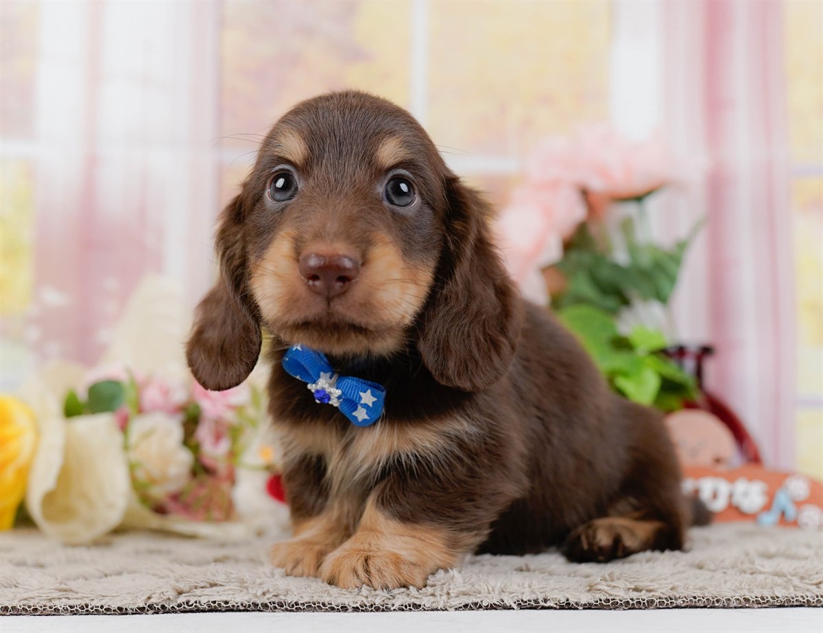 ミニチュア・ダックスフンド(ロング) | 男の子 | チョコレート&タン | 2026年3月10日（ID:dog-200015900）