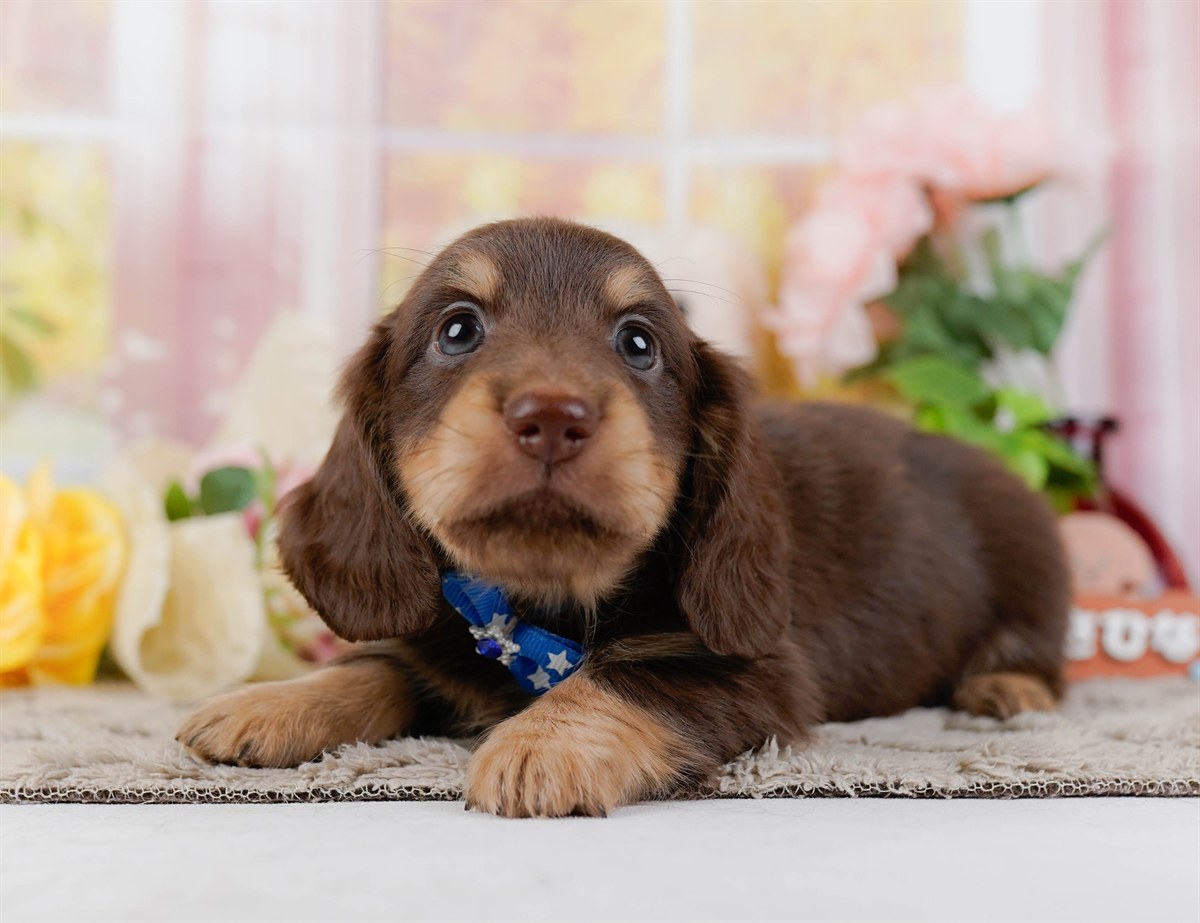 ミニチュア・ダックスフンド(ロング) | 男の子 | チョコレート&タン | 2026年3月10日（ID:dog-200015900）