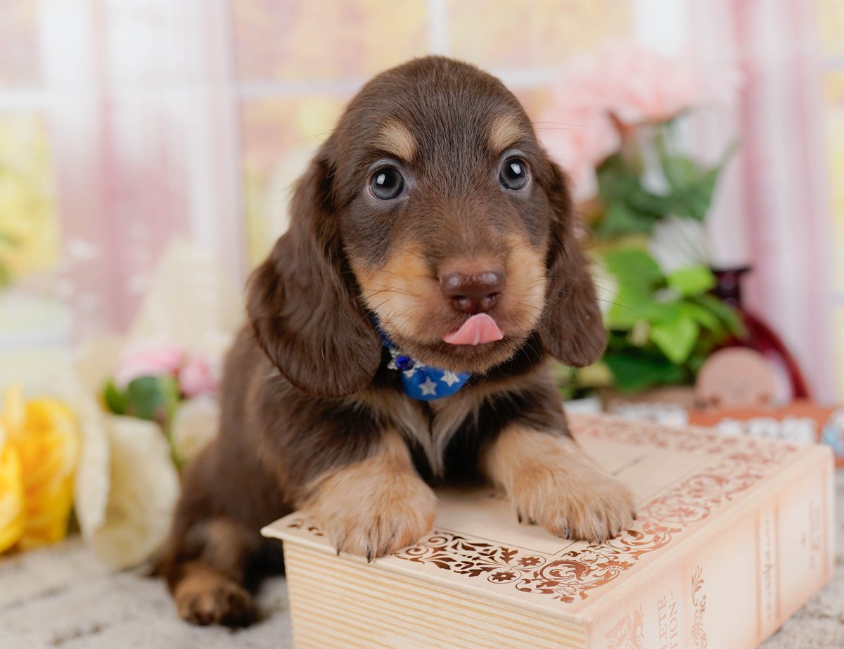 ミニチュア・ダックスフンド(ロング) | 男の子 | チョコレート&タン | 2026年3月10日（ID:dog-200015900）