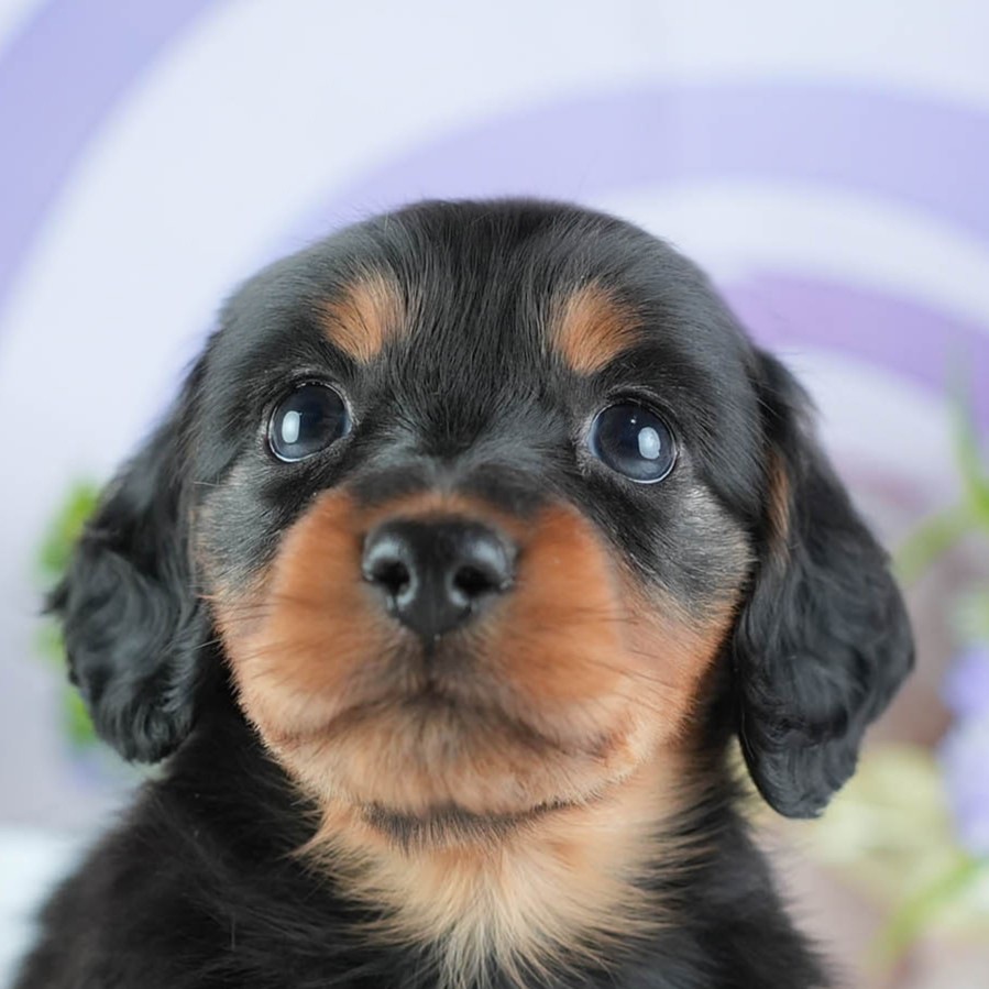 ミニチュア・ダックスフンド(ロング) | 男の子 | ブラック&タン | 2026年3月11日（ID:dog-200015903）