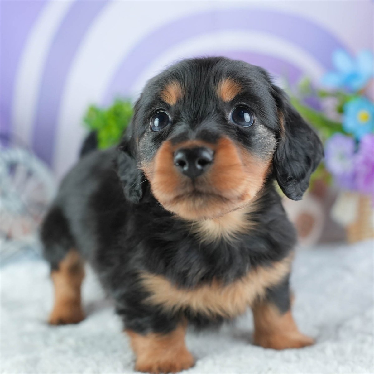 ミニチュア・ダックスフンド(ロング) | 男の子 | ブラック&タン | 2026年3月11日（ID:dog-200015903）