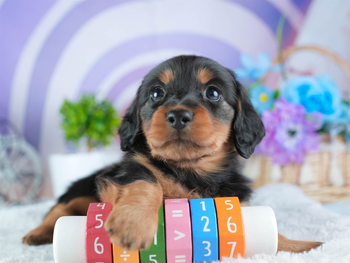 ミニチュア・ダックスフンド(ロング) | 男の子 | ブラック&タン | 2026年3月11日（ID:dog-200015903）