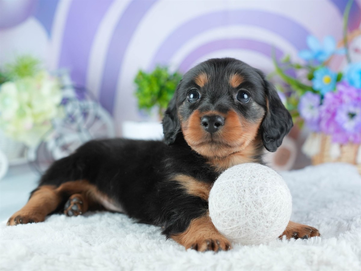 ミニチュア・ダックスフンド(ロング) | 男の子 | ブラック&タン | 2026年3月11日（ID:dog-200015903）