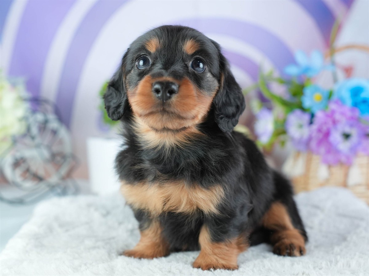 ミニチュア・ダックスフンド(ロング) | 男の子 | ブラック&タン | 2026年3月11日（ID:dog-200015903）