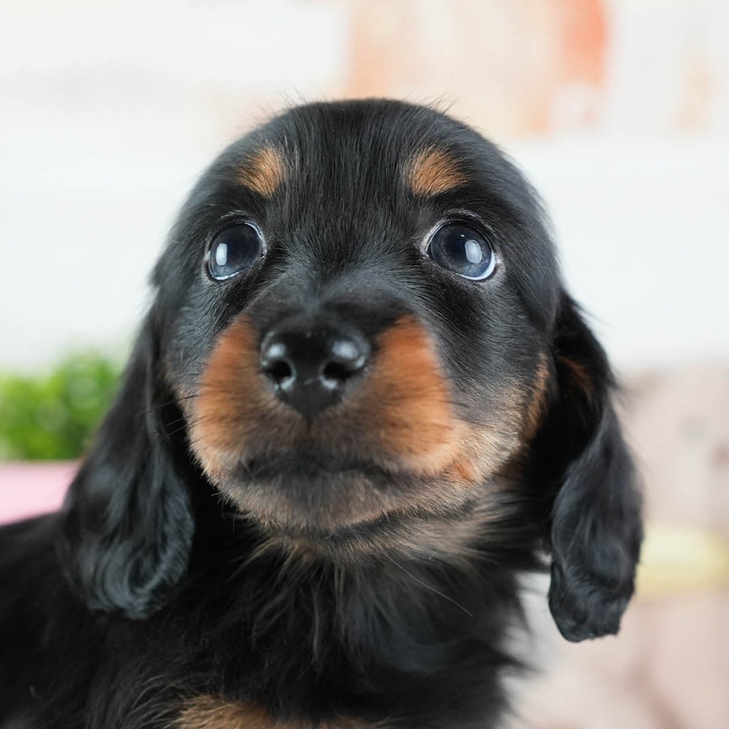 ミニチュア・ダックスフンド(ロング) | 女の子 | ブラック&タン | 2026年3月11日（ID:dog-200015904）