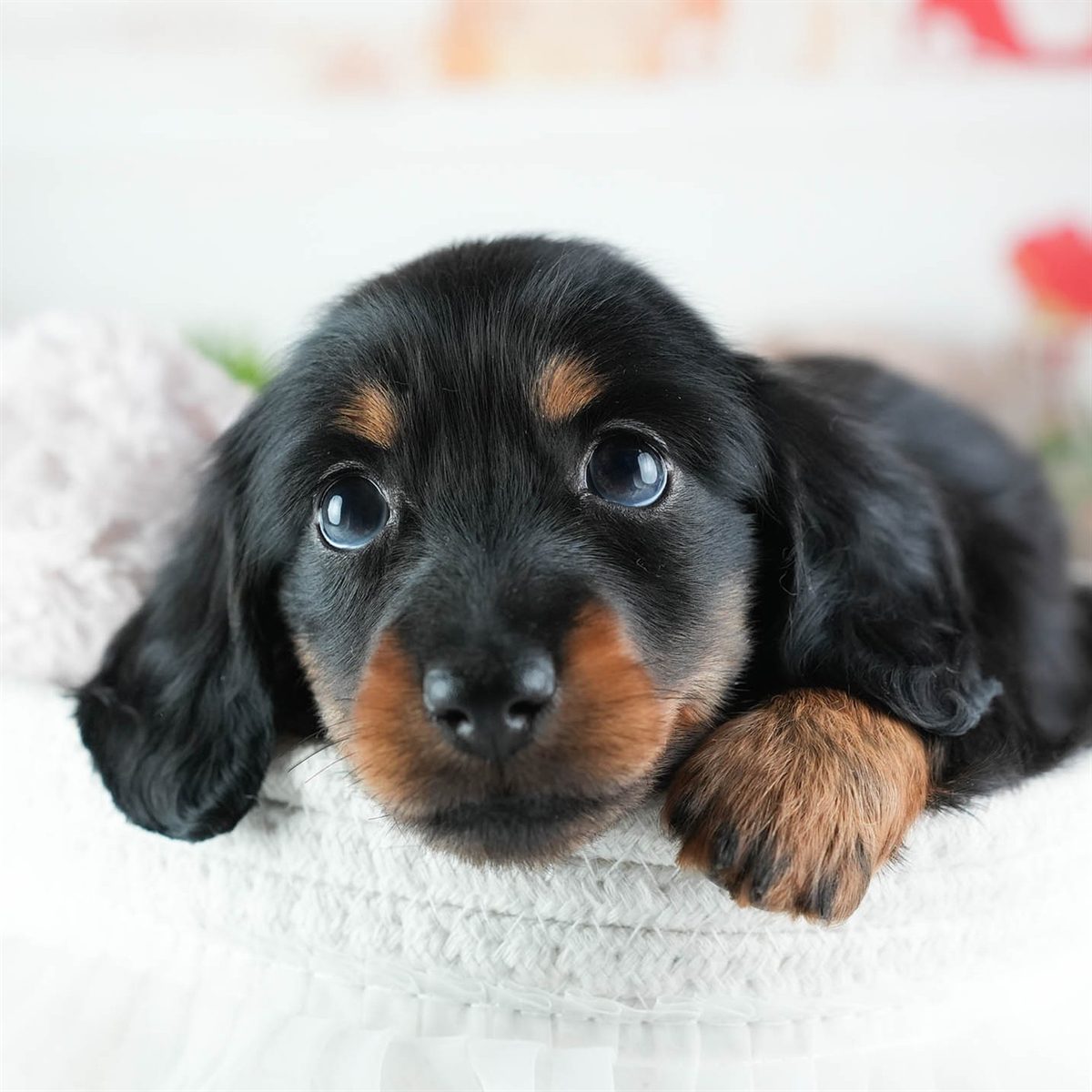 ミニチュア・ダックスフンド(ロング) | 女の子 | ブラック&タン | 2026年3月11日（ID:dog-200015904）