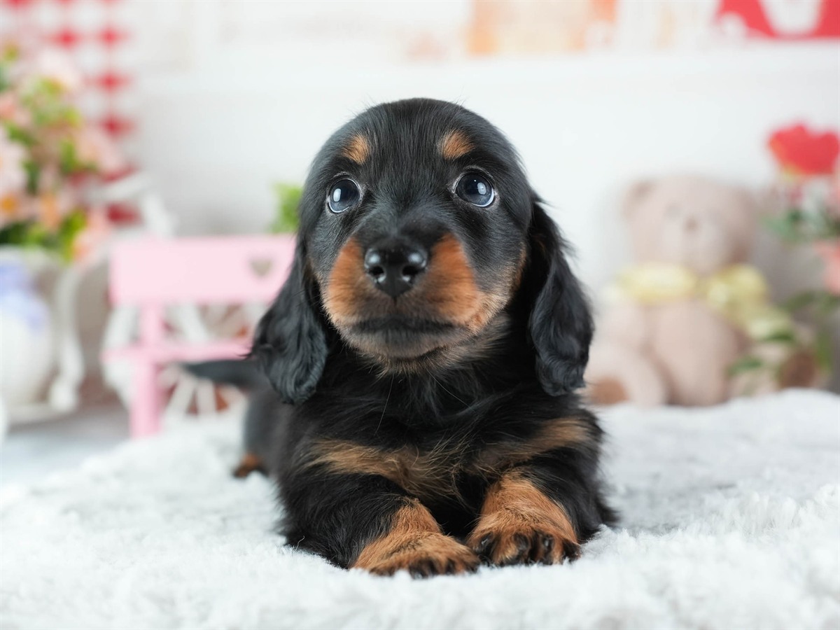 ミニチュア・ダックスフンド(ロング) | 女の子 | ブラック&タン | 2026年3月11日（ID:dog-200015904）