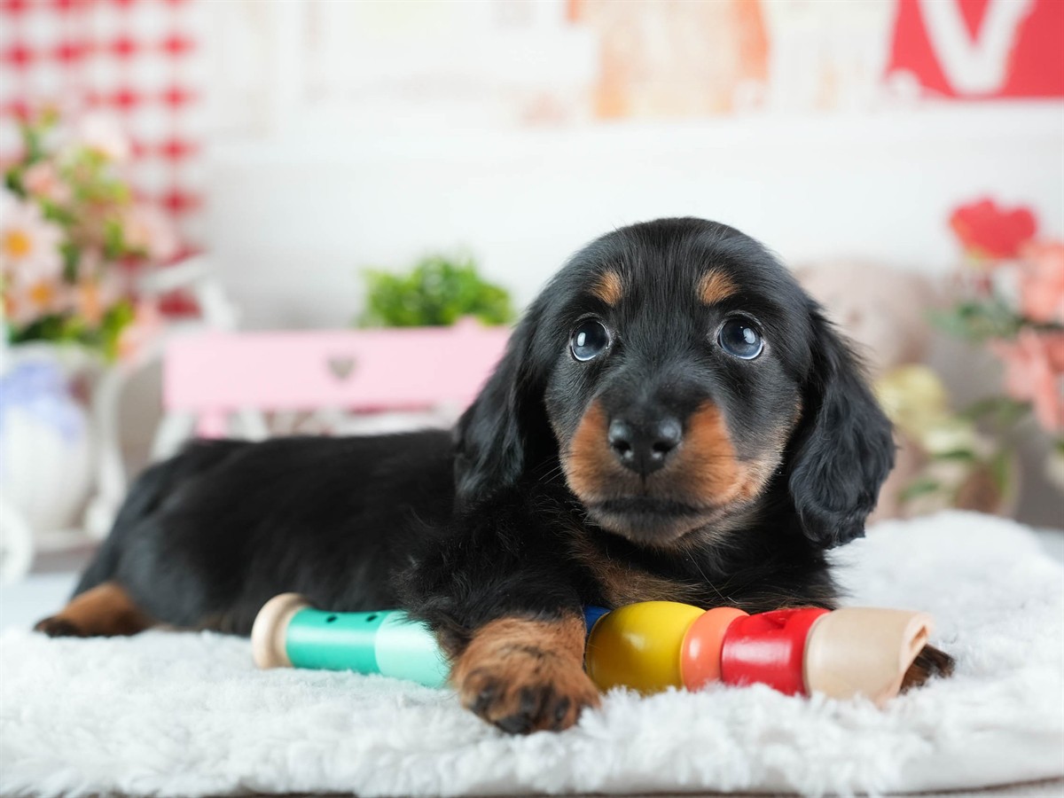 ミニチュア・ダックスフンド(ロング) | 女の子 | ブラック&タン | 2026年3月11日（ID:dog-200015904）