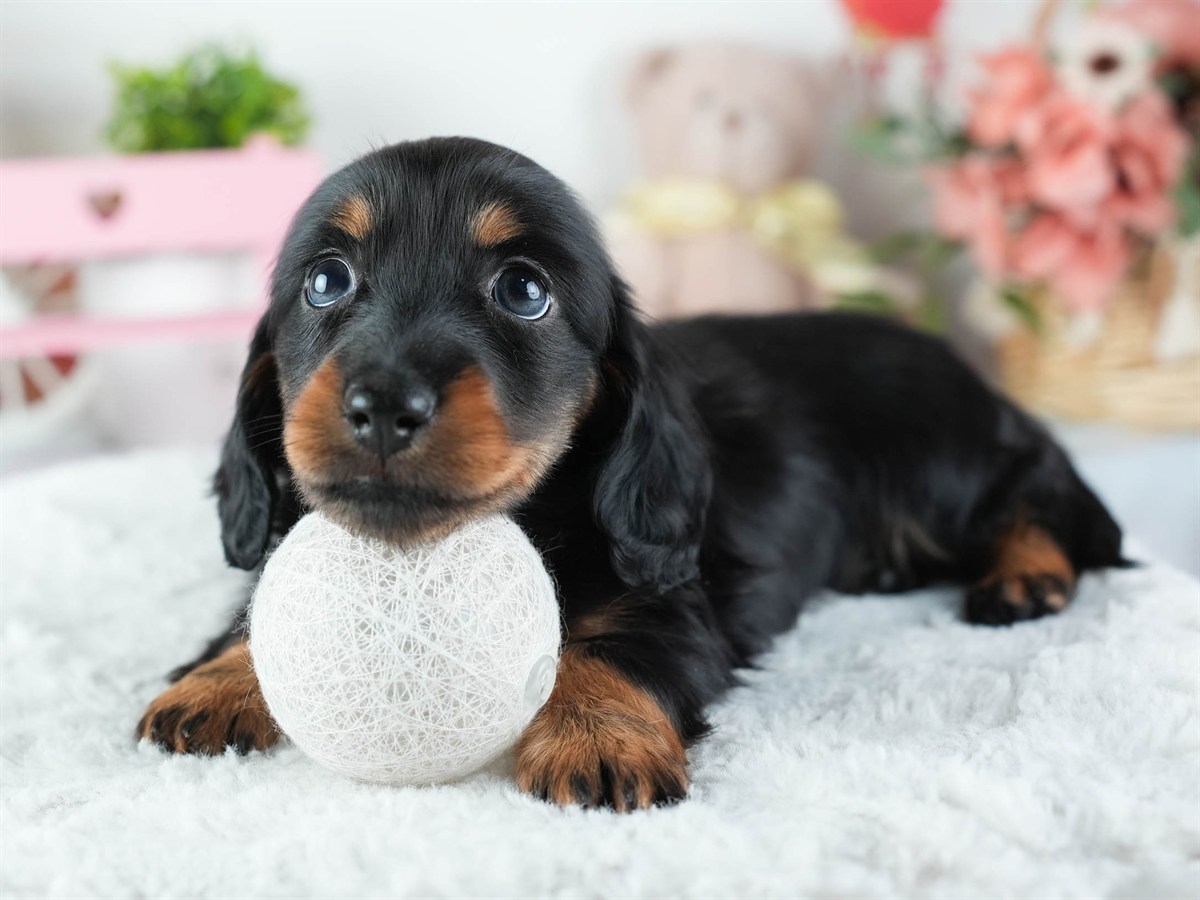 ミニチュア・ダックスフンド(ロング) | 女の子 | ブラック&タン | 2026年3月11日（ID:dog-200015904）
