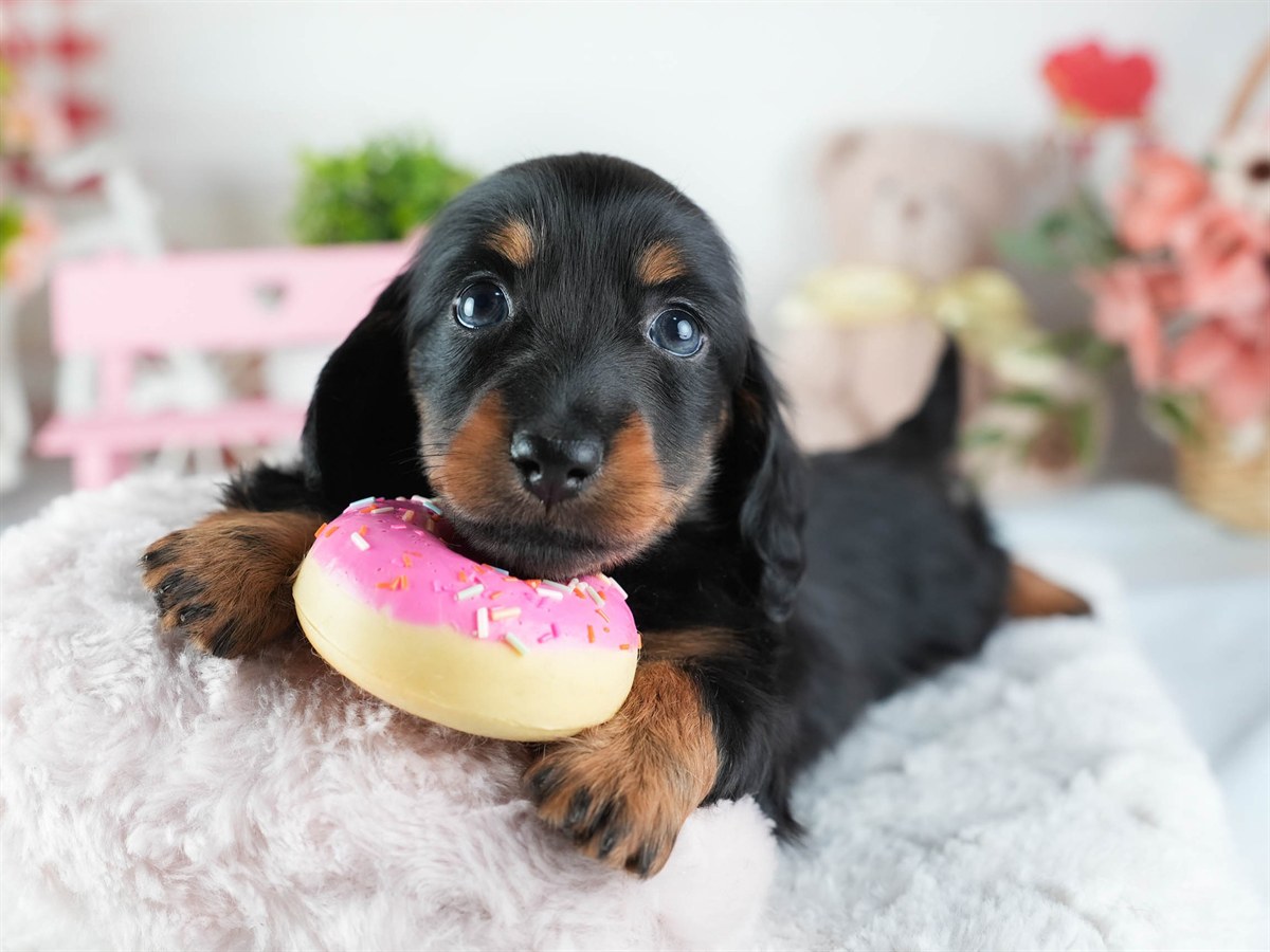 ミニチュア・ダックスフンド(ロング) | 女の子 | ブラック&タン | 2026年3月11日（ID:dog-200015904）