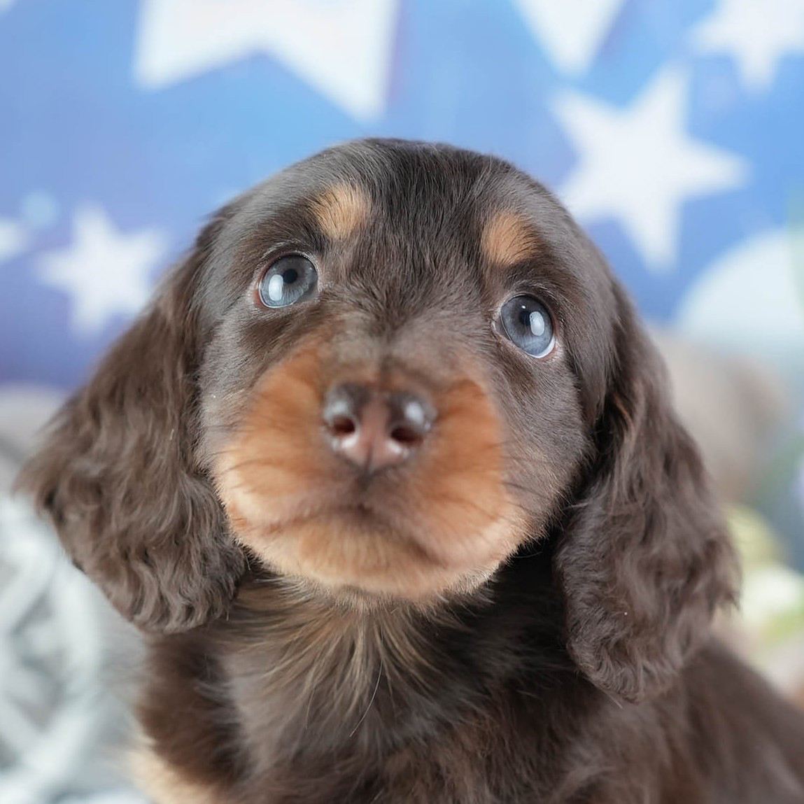 ミニチュア・ダックスフンド(ロング) | 女の子 | チョコレート&タン | 2026年3月11日（ID:dog-200015905）
