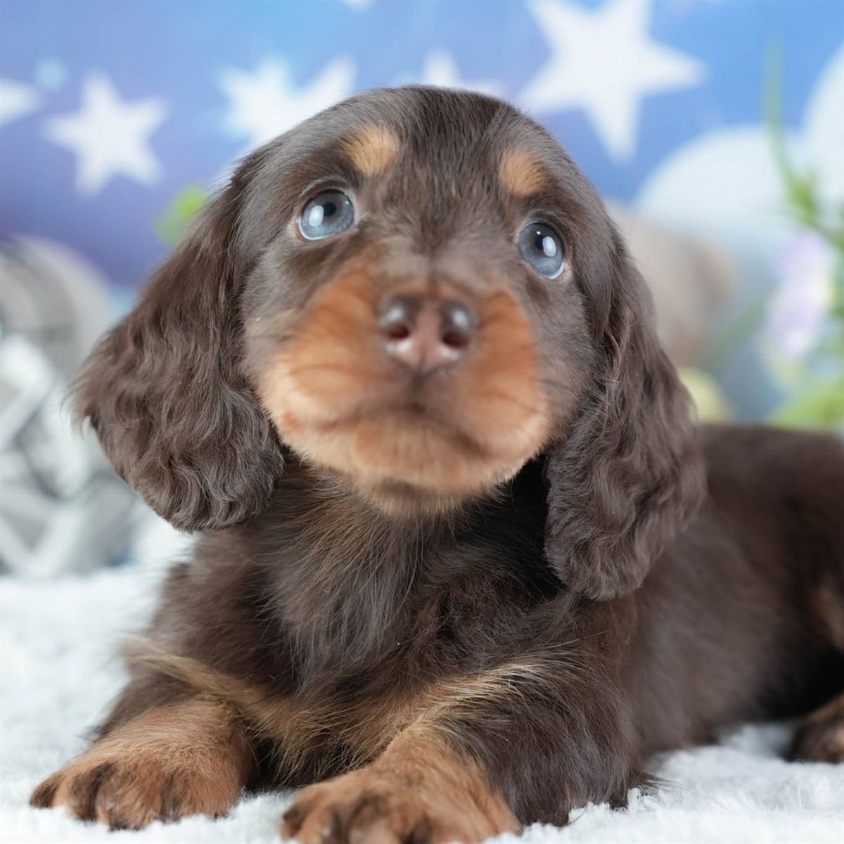 ミニチュア・ダックスフンド(ロング) | 女の子 | チョコレート&タン | 2026年3月11日（ID:dog-200015905）