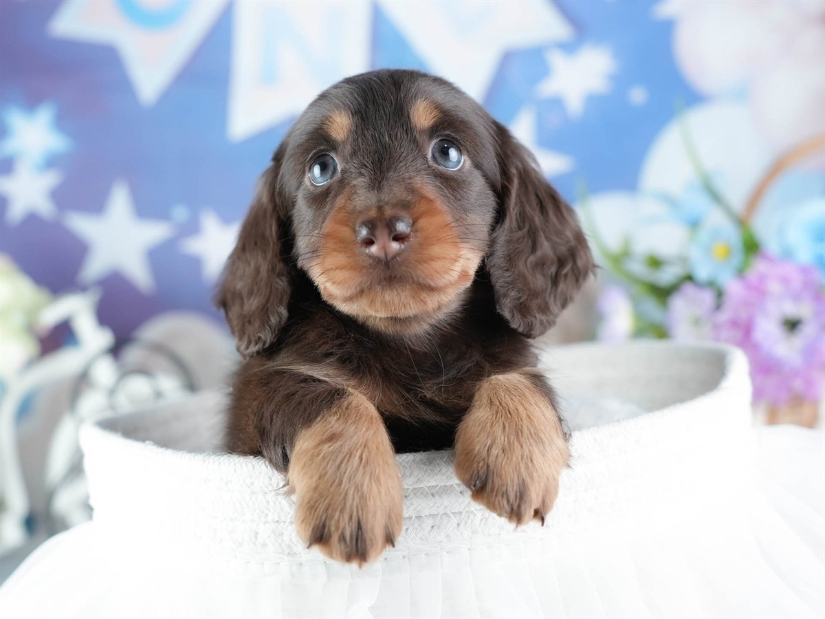 ミニチュア・ダックスフンド(ロング) | 女の子 | チョコレート&タン | 2026年3月11日（ID:dog-200015905）