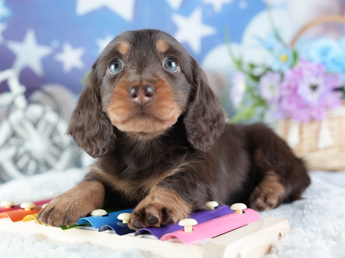 ミニチュア・ダックスフンド(ロング) | 女の子 | チョコレート&タン | 2026年3月11日（ID:dog-200015905）