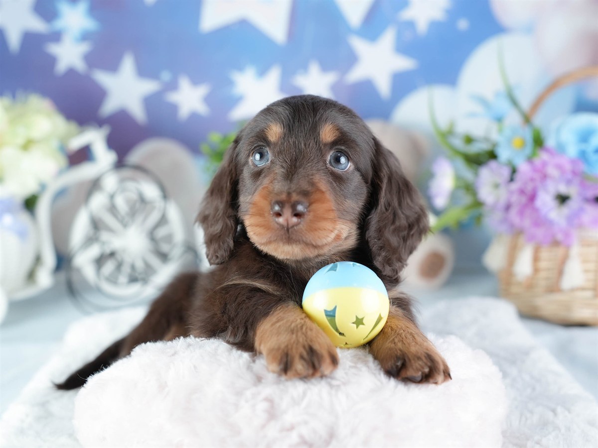 ミニチュア・ダックスフンド(ロング) | 女の子 | チョコレート&タン | 2026年3月11日（ID:dog-200015905）