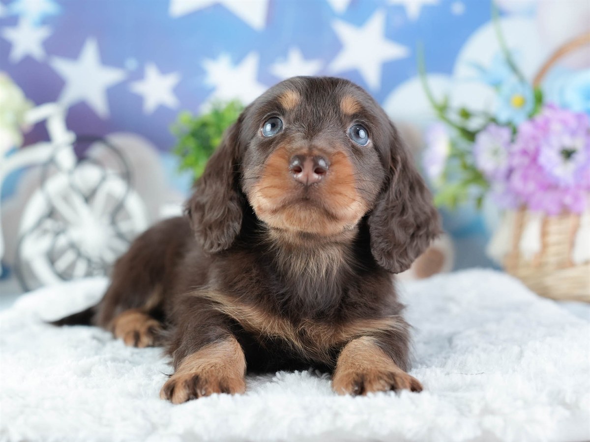 ミニチュア・ダックスフンド(ロング) | 女の子 | チョコレート&タン | 2026年3月11日（ID:dog-200015905）