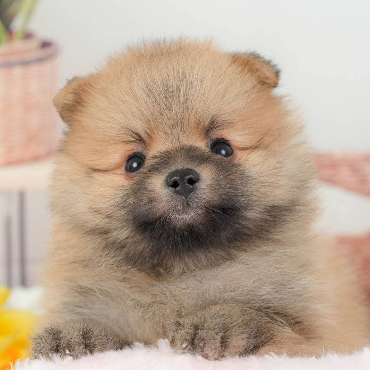 ポメラニアン | 男の子 | オレンジ | 2026年3月11日（ID:dog-200015906）