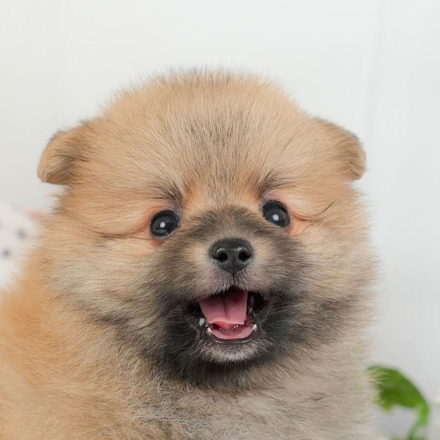 ポメラニアン | 男の子 | オレンジ | 2026年3月11日（ID:dog-200015906）