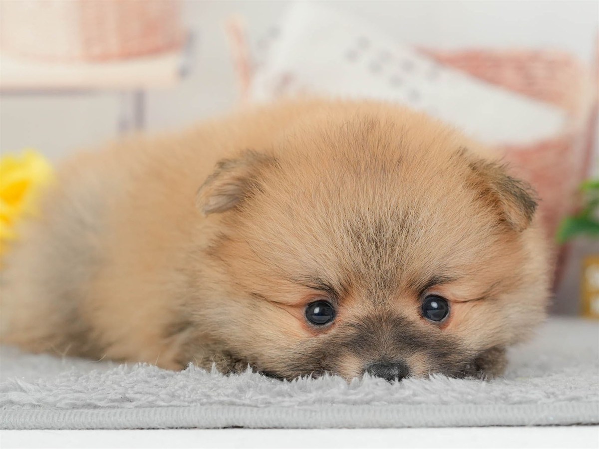 ポメラニアン | 男の子 | オレンジ | 2026年3月11日（ID:dog-200015906）