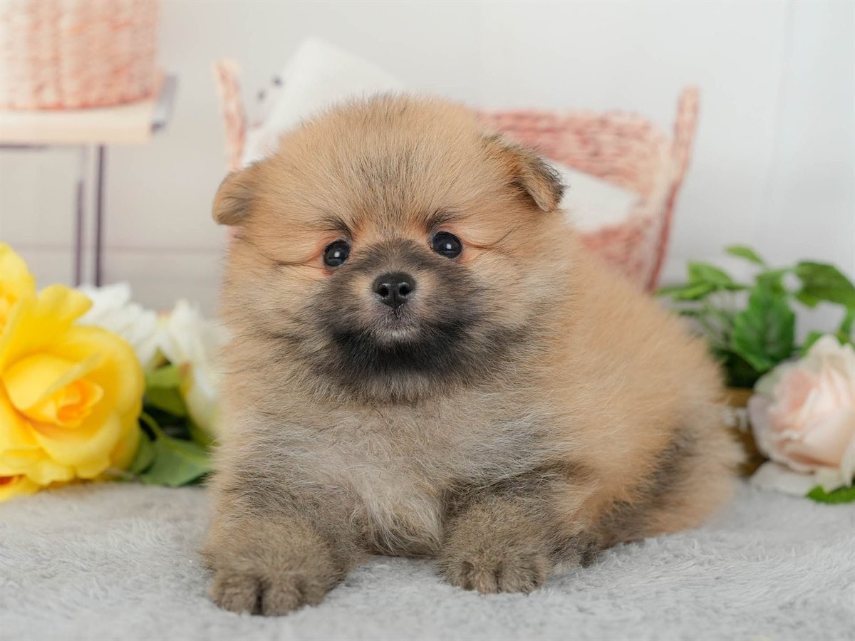 ポメラニアン | 男の子 | オレンジ | 2026年3月11日（ID:dog-200015906）